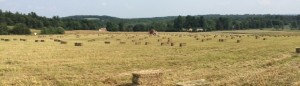 cropped-GF-hay.jpg